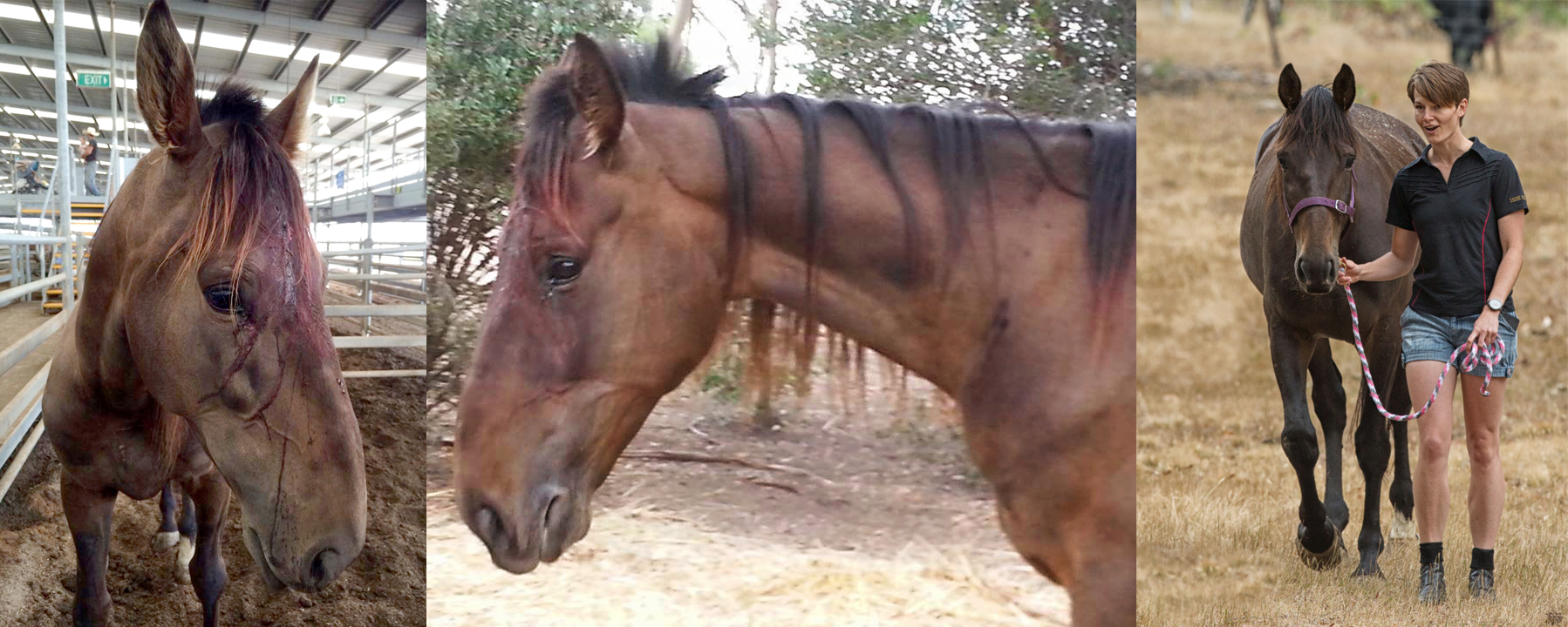 Horse Shepherd Equine Sanctuary - HSES Joey before and after - Globetrotting horse riding holidays