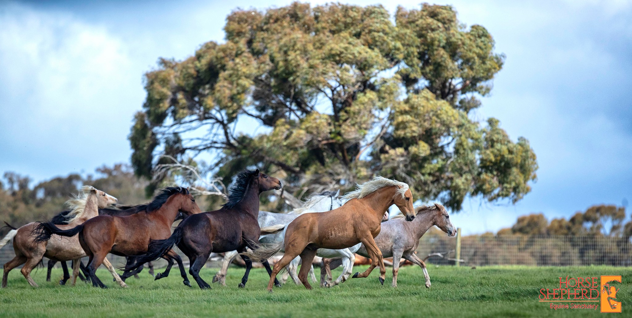 Horse Shepherd Equine Sanctuary - Globetrotting horse riding holidays