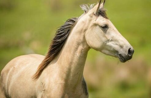 Globetrotting Guest Horse: Miss T - The River Valley Ride, North Island, New Zealand - Globetrotting horse riding holidays