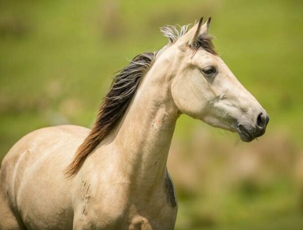 Globetrotting Guest Horse: Miss T - The River Valley Ride, North Island, New Zealand - Globetrotting horse riding holidays