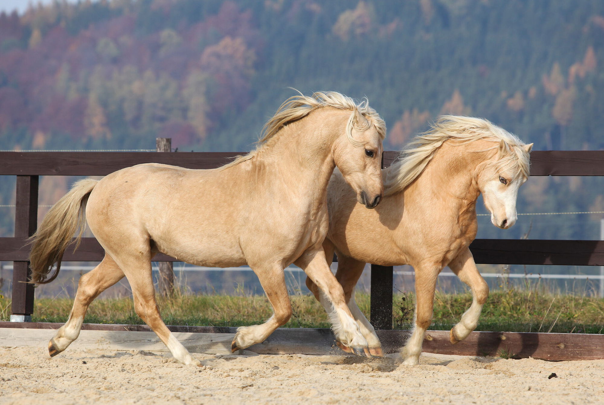 Horse Breed: Welsh Pony & Cob - image by Zuzule/Shutterstock.com - Globetrotting horse riding holidays