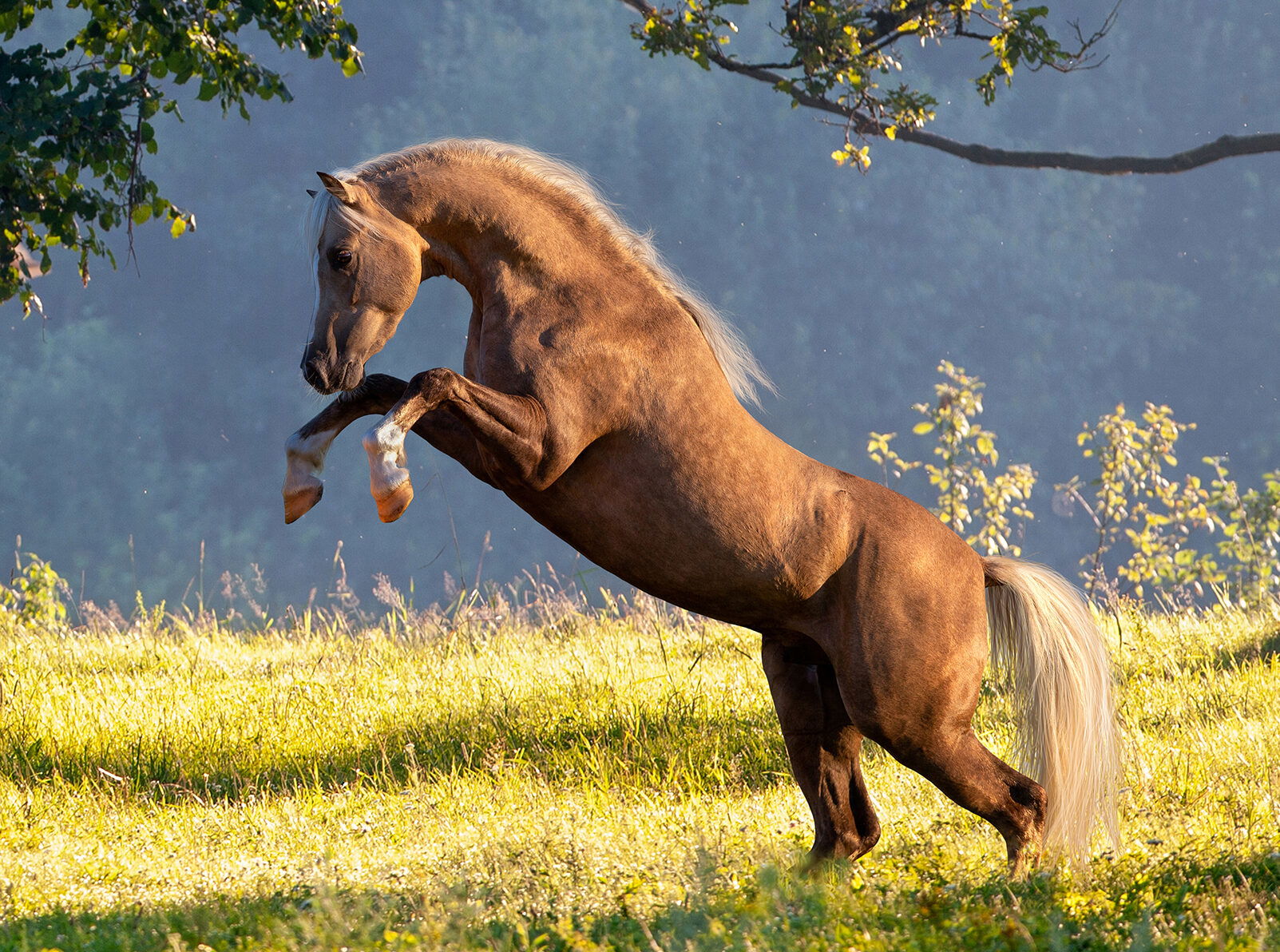 Horse Breed: Welsh Pony & Cob - image by Alexia Khruscheva/Shutterstock.com - Globetrotting horse riding holidays
