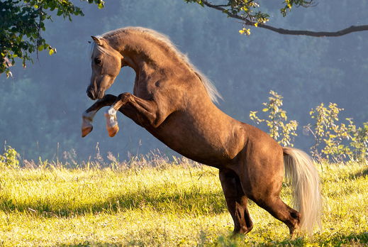 Horse Breed: Welsh Pony & Cob - image by Alexia Khruscheva/Shutterstock.com - Globetrotting horse riding holidays