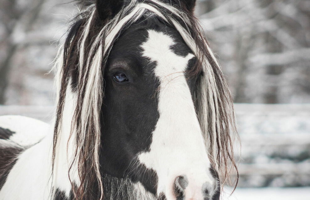 Horse Breed: Gypsy Horse - image by AnetaZabranska/Shutterstock.com - Globetrotting horse riding holidays