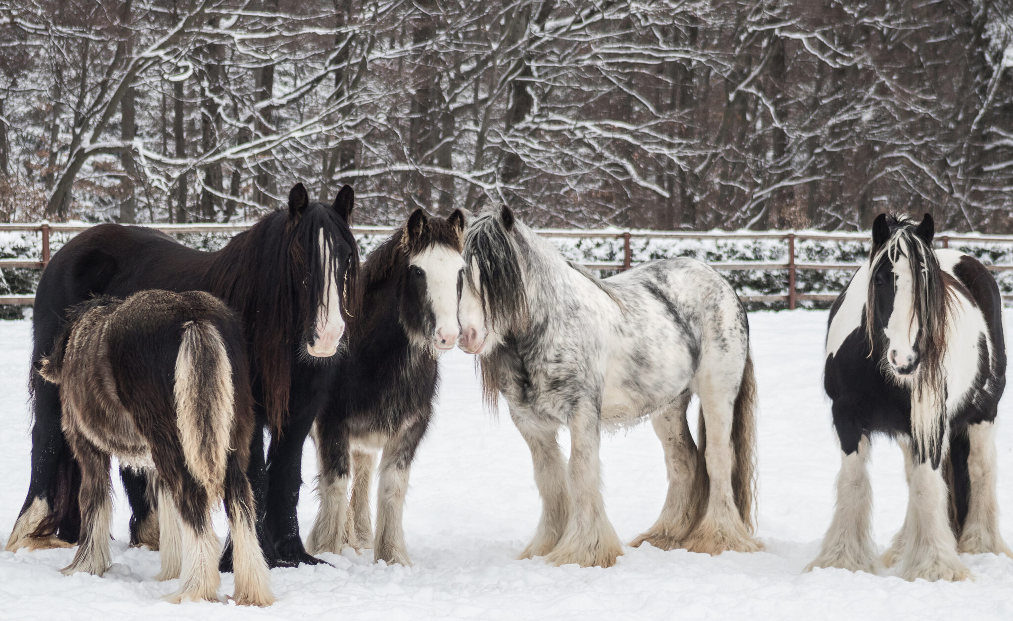 Horse Breed: Gypsy Horse - image by AnetaZabranska/Shutterstock.com - Globetrotting horse riding holidays