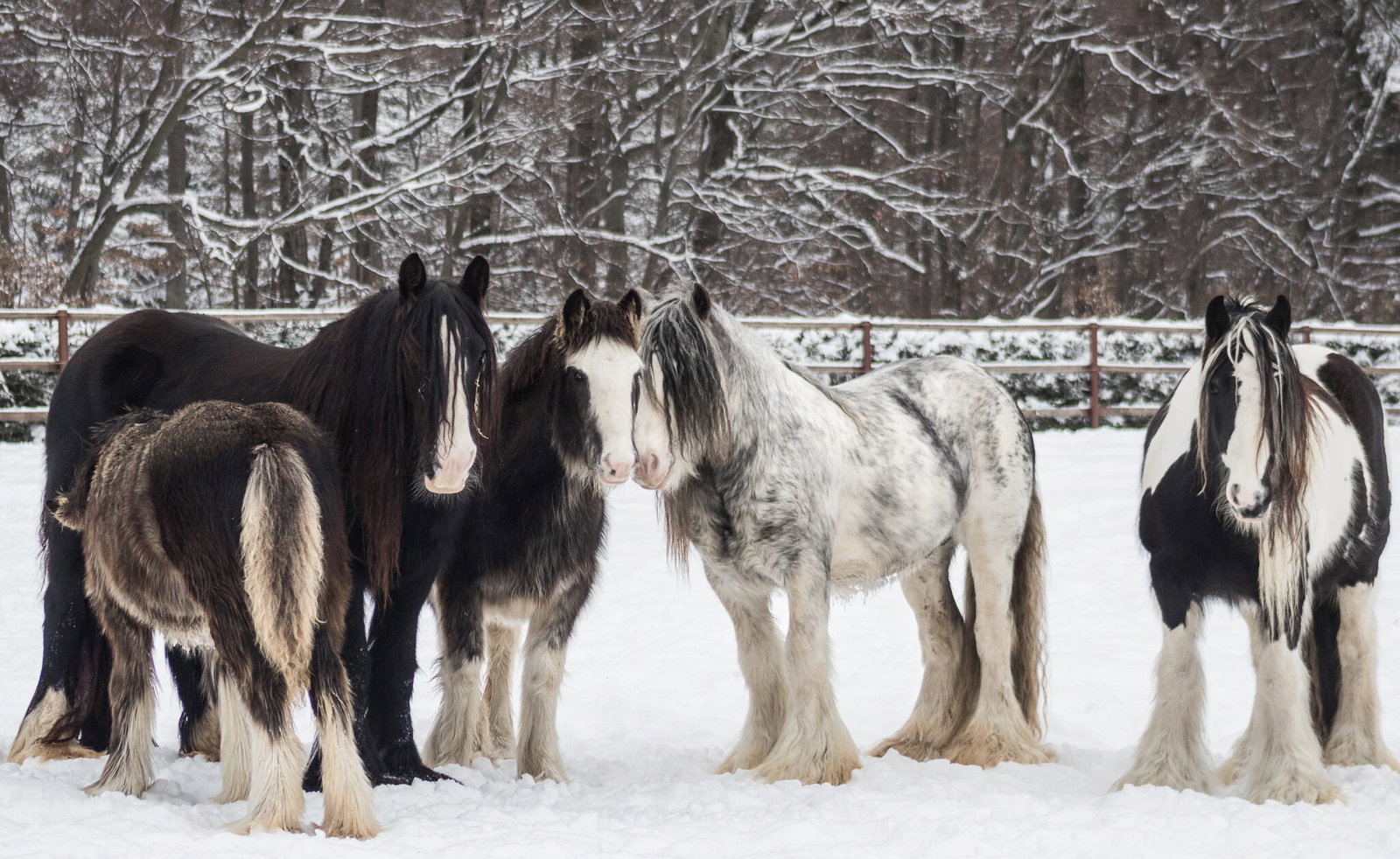 Horse Breed: Gypsy Horse - image by AnetaZabranska/Shutterstock.com - Globetrotting horse riding holidays