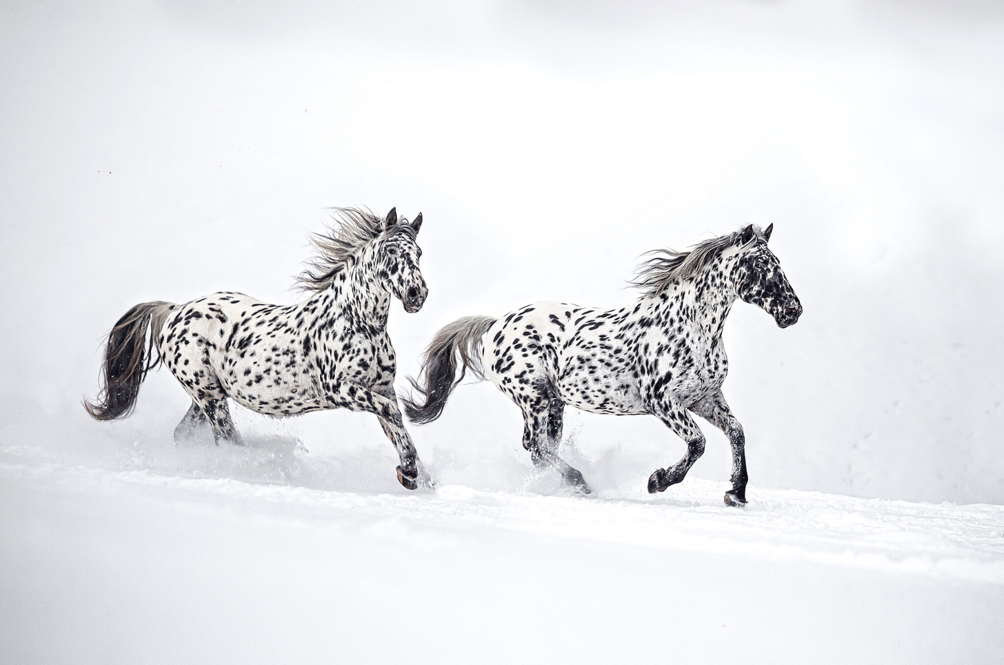 Horse Breed: Knabstrupper - image by johana.spacilova/Shutterstock.com - Globetrotting horse riding holidays