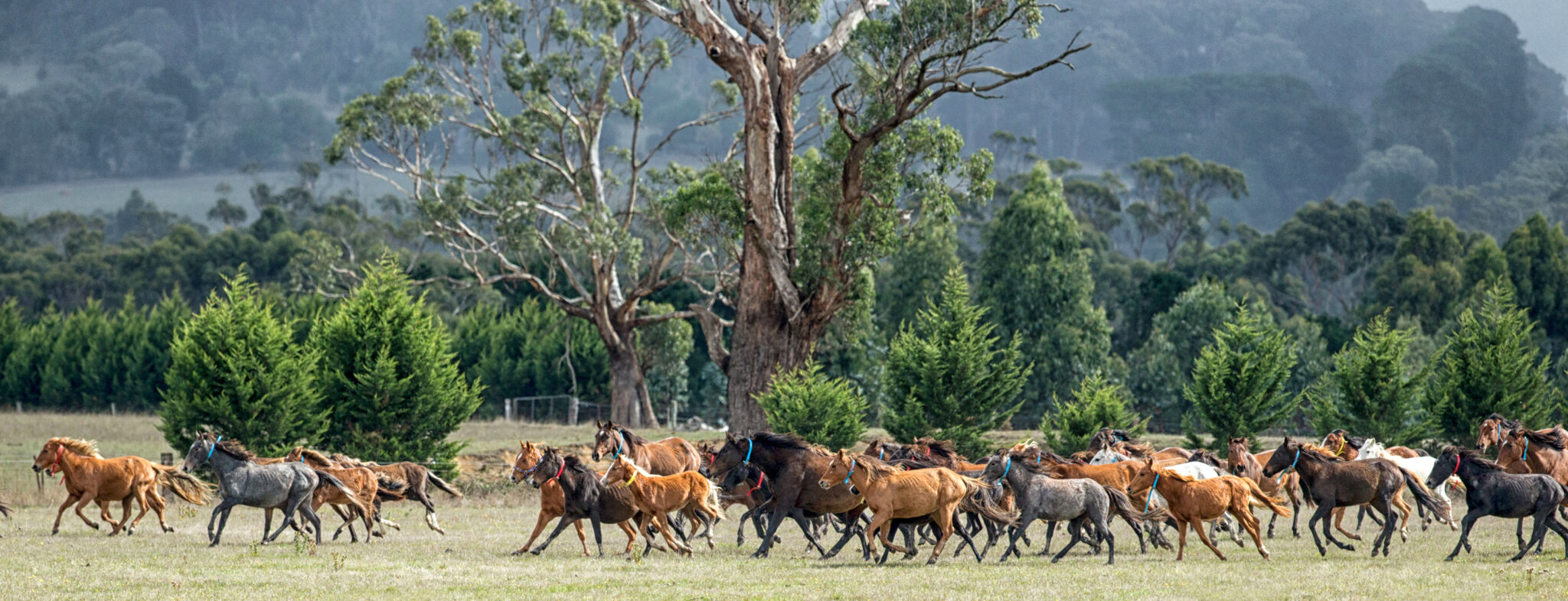 Horse Shepherd Equine Sanctuary - Globetrotting horse riding holidays