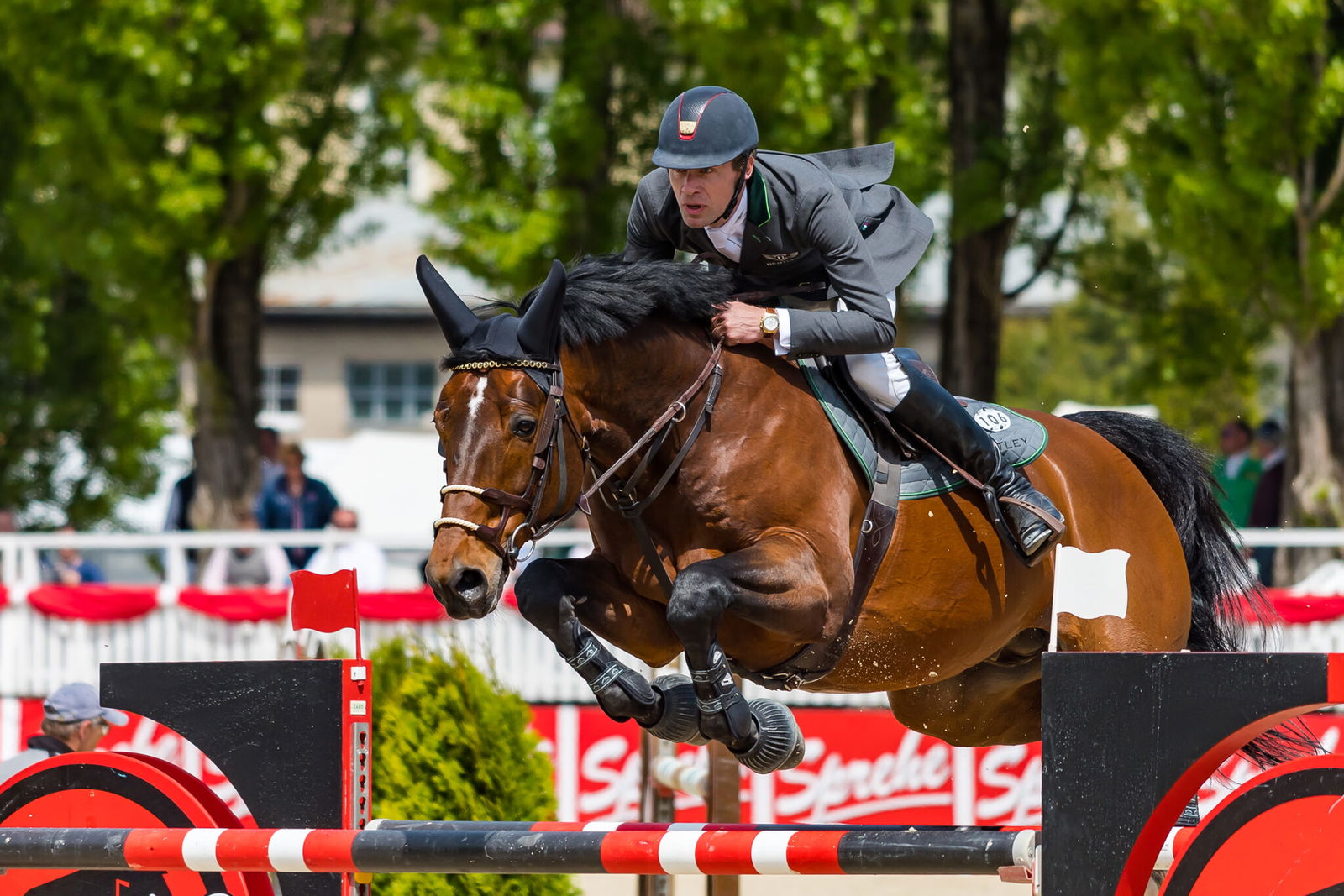 Horse Breed: Belgian Warmblood - image by Isiwal via Wikimedia Commons (CC BY-SA 4.0) - Globetrotting horse riding holidays