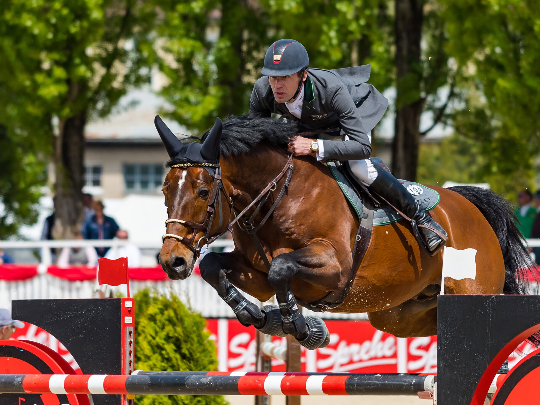 Horse Breed: Belgian Warmblood - image by Isiwal via Wikimedia Commons (CC BY-SA 4.0) - Globetrotting horse riding holiday