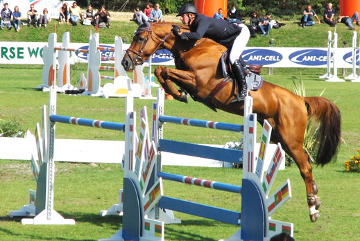 Horse Breed: Belgian Warmblood - image by Eponimm via Wikimedia Commons (CC BY-SA 3.0) - Globetrotting horse riding holidays