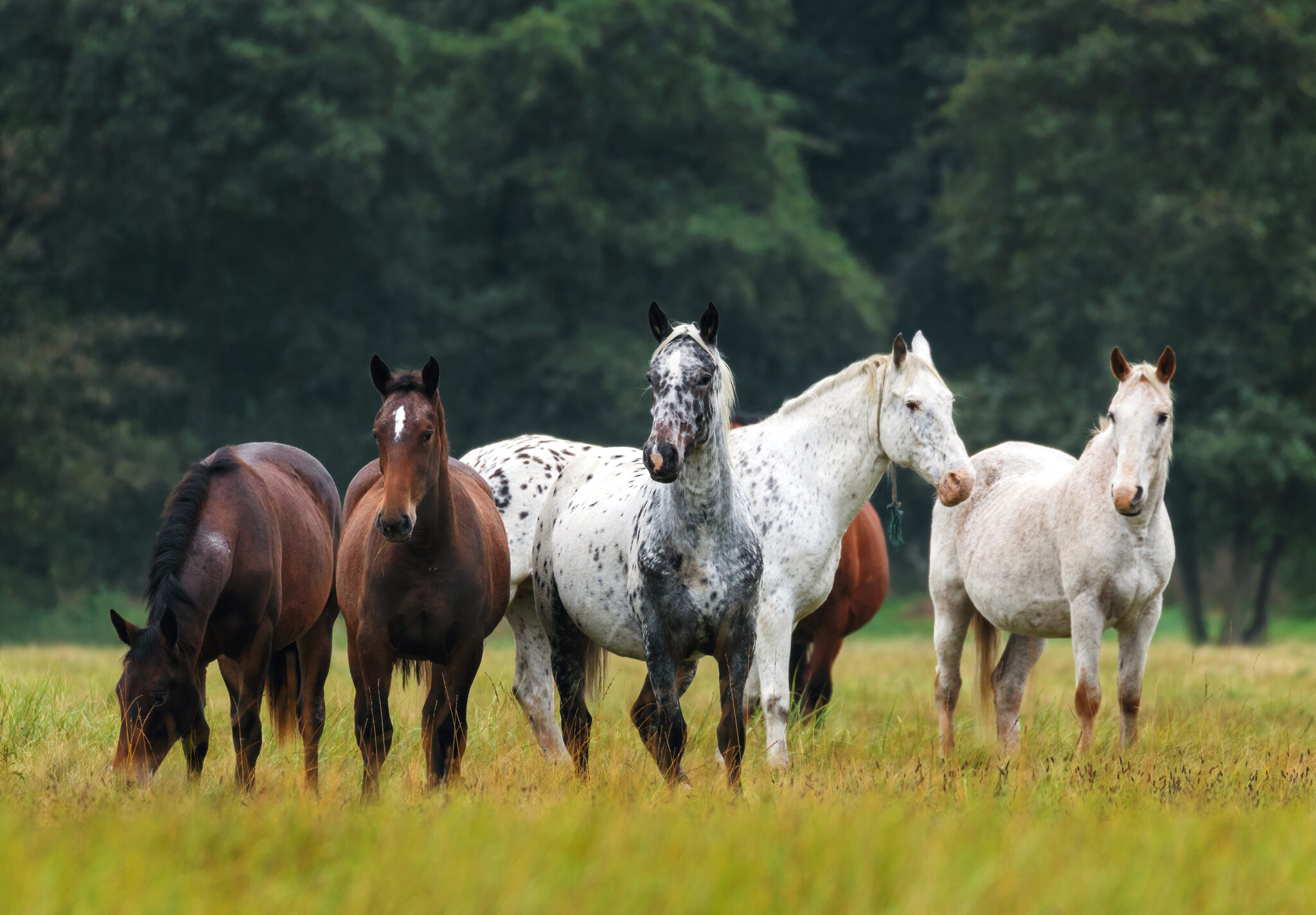 Horse Breed: Wielkopolski - image by Piotr Grzempowski/Shutterstock.com - Globetrotting horse riding holidays