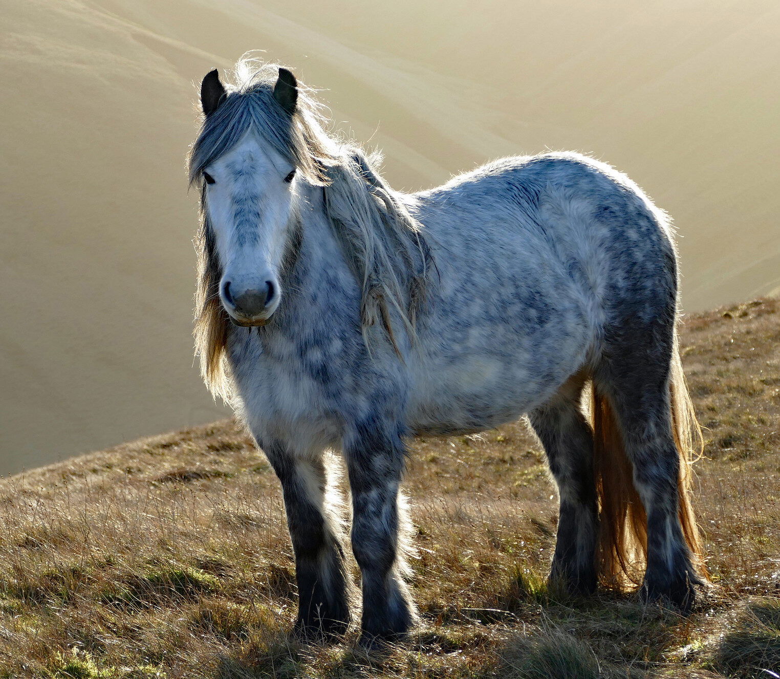 Horse Breed: Fell Pony - image by ARG_Flickr/Andrew via Flickr (CC BY 2.0) - Globetrotting horse riding holidays