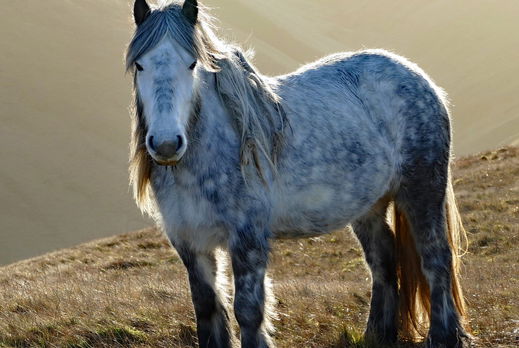 Horse Breed: Fell Pony - image by ARG_Flickr/Andrew via Flickr (CC BY 2.0) - Globetrotting horse riding holidays