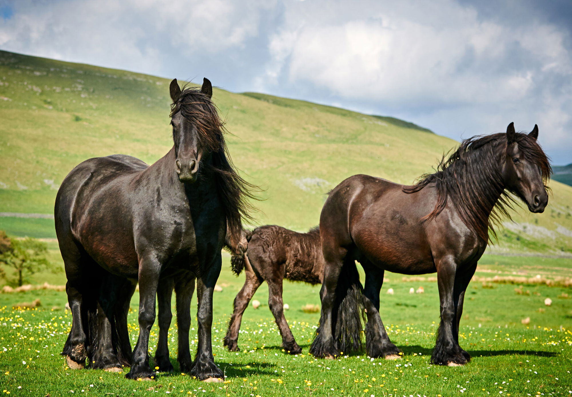 Horse Breed: Fell Pony - image by Nicole Ciscato/Shutterstock.com - Globetrotting horse riding holidays
