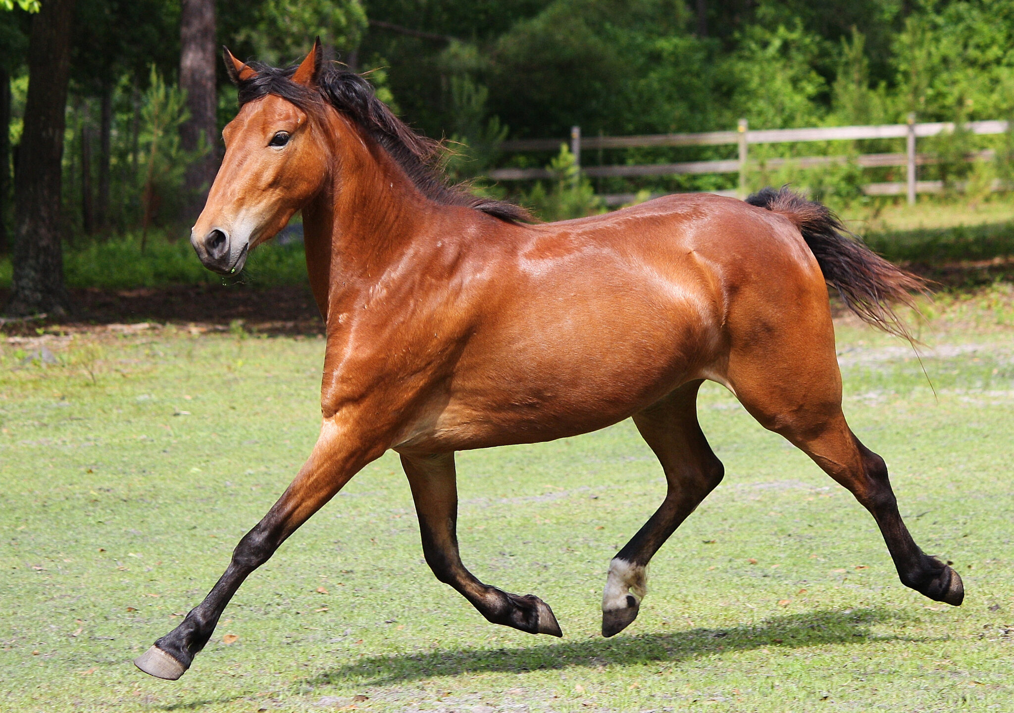 Horse Breed: Hackney Pony - image by aleigha blakley/Shutterstock.com - Globetrotting horse riding holidays