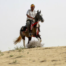 The Marwari Ride, India - Globetrotting horse riding holidays