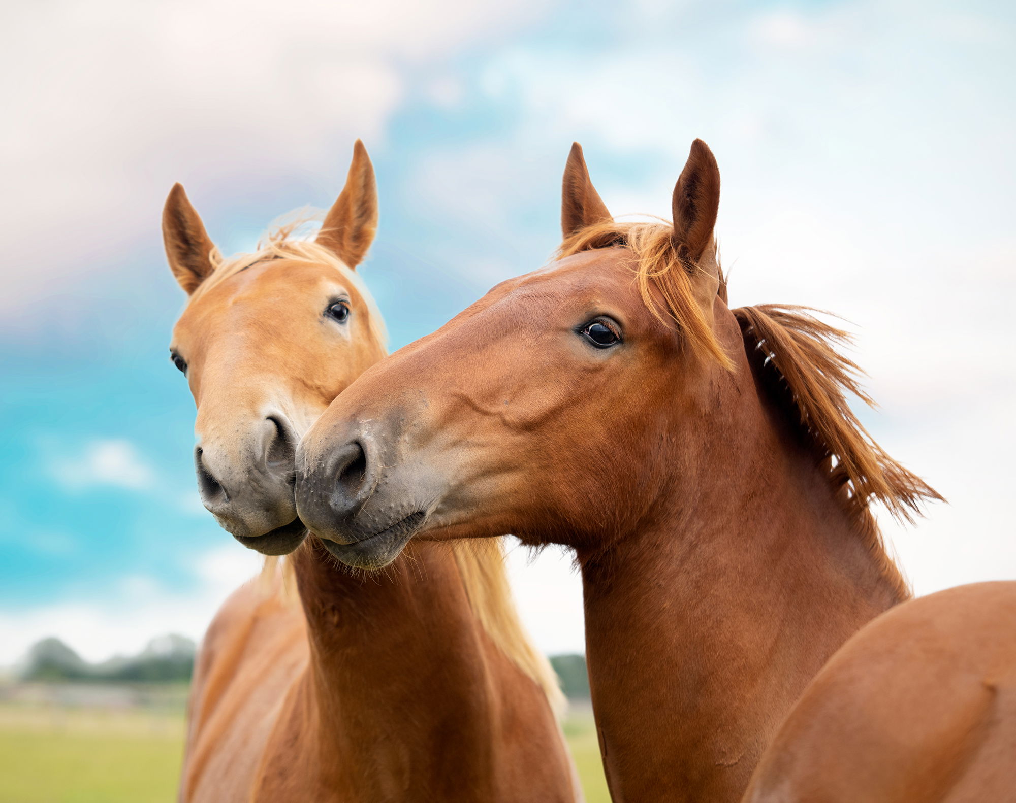 Horse Breed: Suffolk Punch - photo by JM-DIGITALPHOTOGRAPHY/Shutterstock.com - Globetrotting horse riding holidays