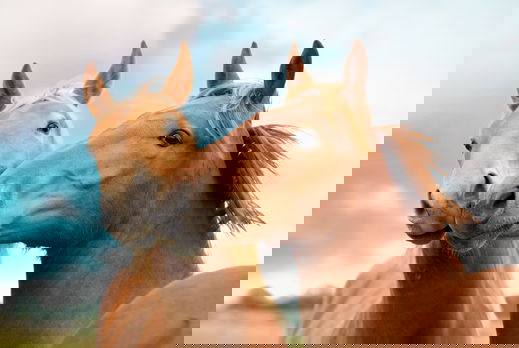 Horse Breed: Suffolk Punch - photo by JM-DIGITALPHOTOGRAPHY/Shutterstock.com - Globetrotting horse riding holidays