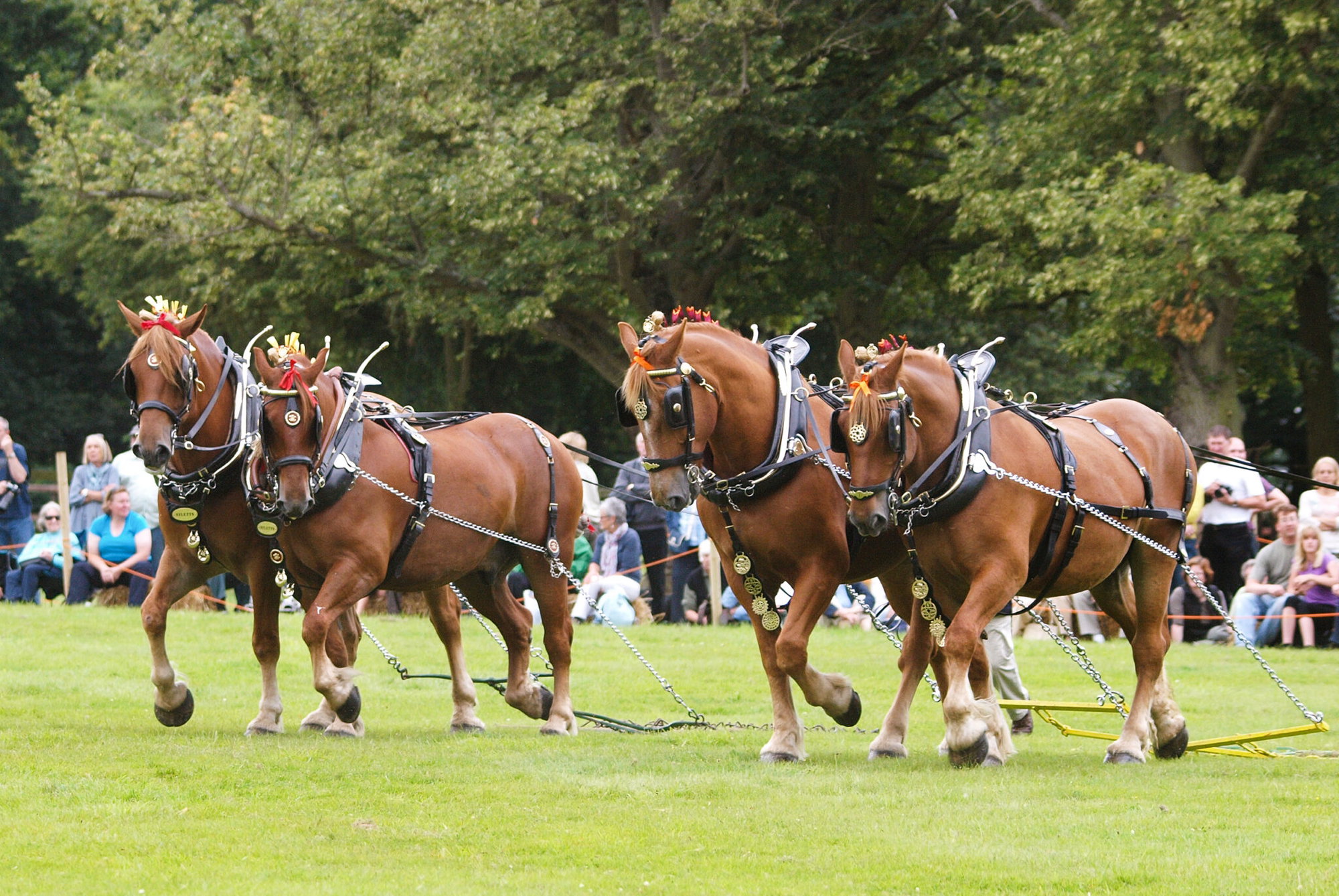 Horse Breed: Suffolk Punch - image by nigel baker photography/Shutterstock.com - Globetrotting horse riding holidays