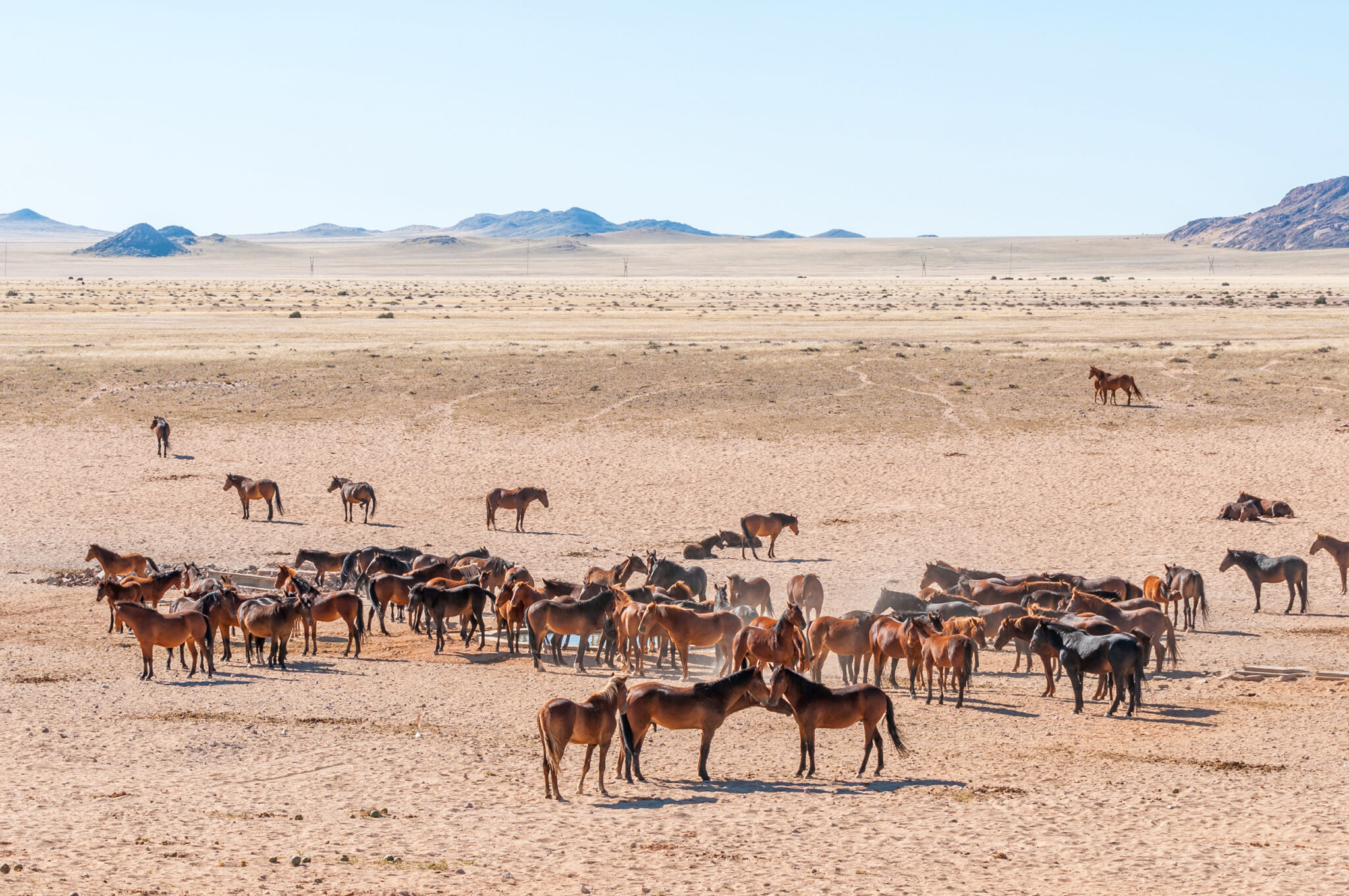 Horse Breed: Namib Desert Horse - image by Grobler du Preez/Shutterstock.com - Globetrotting horse riding holidays