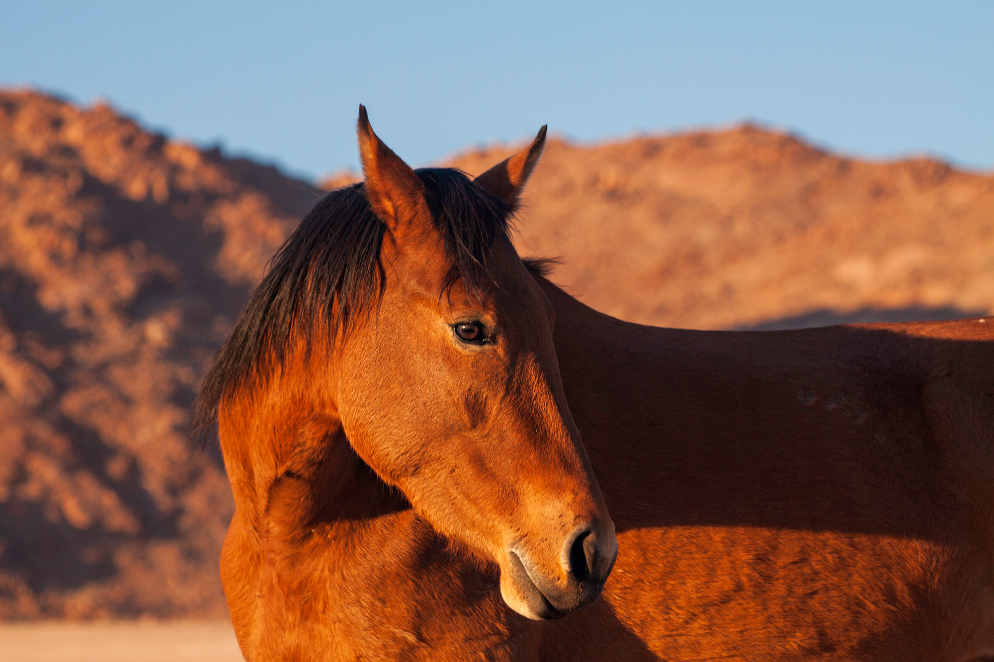 Horse Breed: Namib Desert Horse - image by Catchlight Lens/Shutterstock.com - Globetrotting horse riding holidays