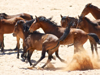 Horse Breed: Namib Desert Horse - image by Hannes Vos/Shutterstock.com - Globetrotting horse riding holidays