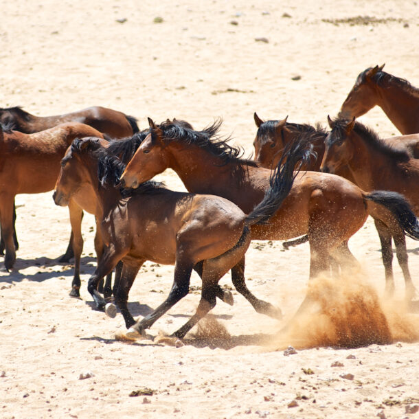 Horse Breed: Namib Desert Horse - image by Hannes Vos/Shutterstock.com - Globetrotting horse riding holidays