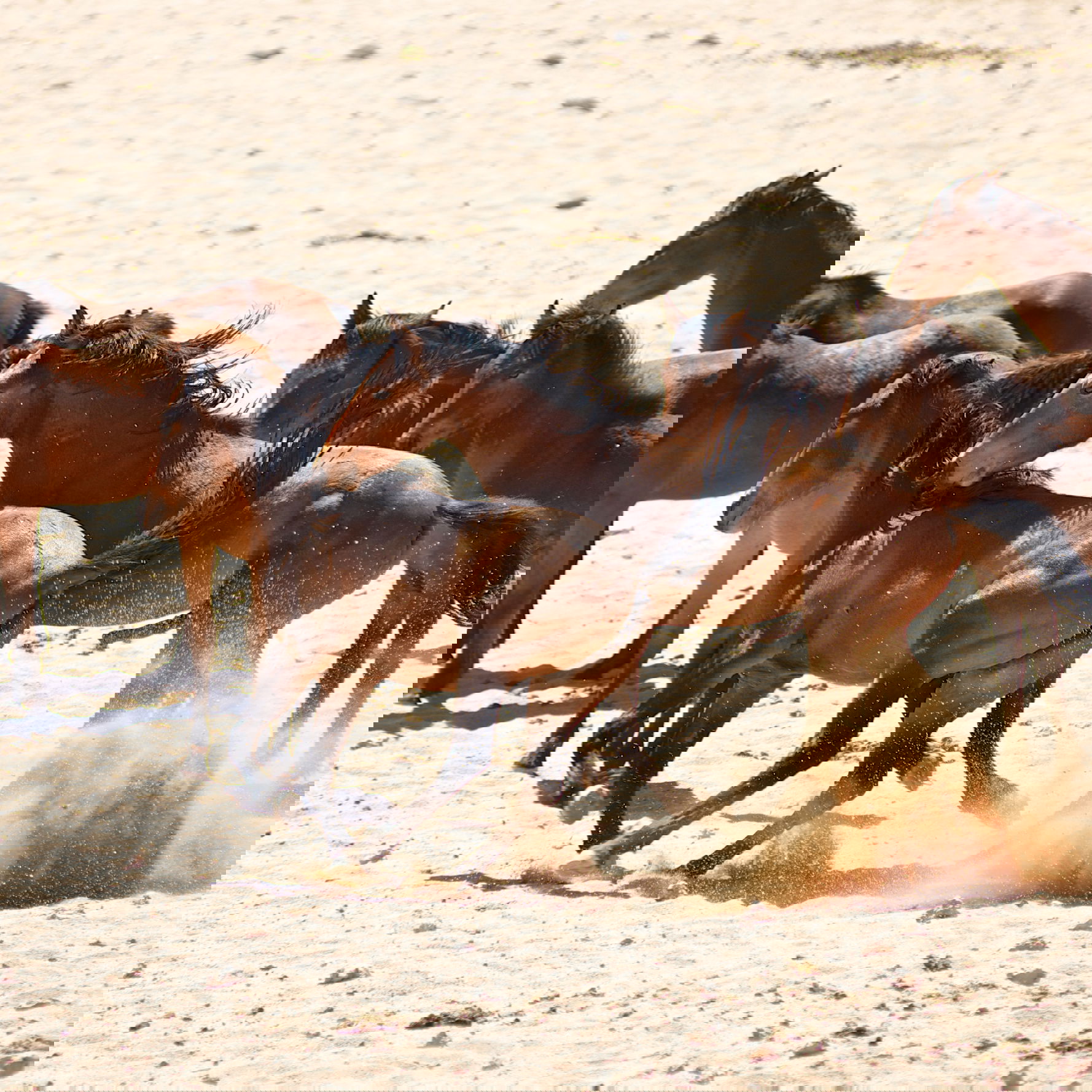 Horse Breed: Namib Desert Horse - image by Hannes Vos/Shutterstock.com - Globetrotting horse riding holidays
