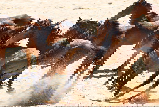 Horse Breed: Namib Desert Horse - image by Hannes Vos/Shutterstock.com - Globetrotting horse riding holidays