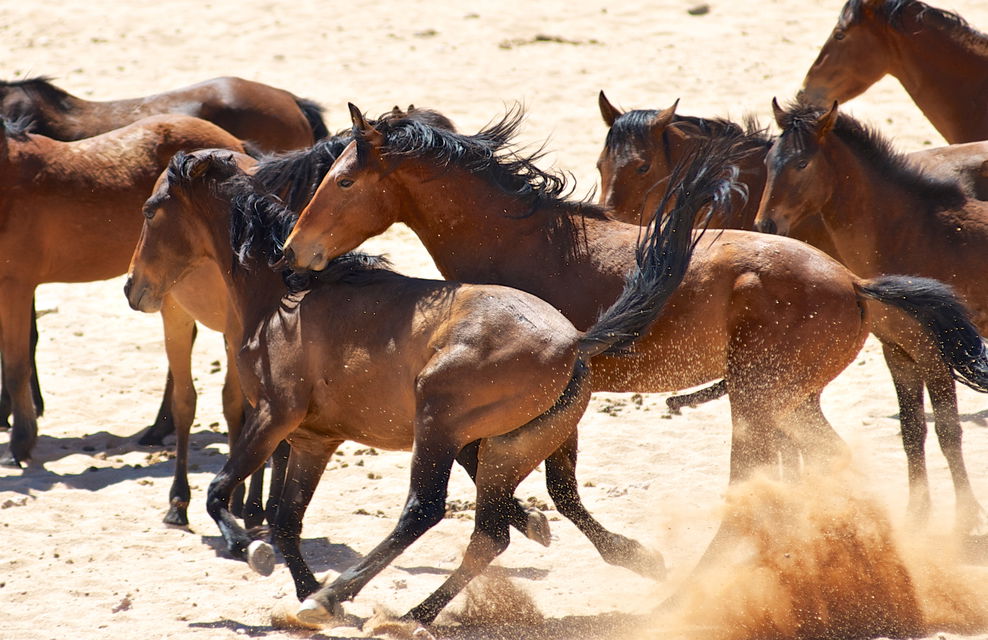 Horse Breed: Namib Desert Horse - image by Hannes Vos/Shutterstock.com - Globetrotting horse riding holidays