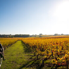 Bordeaux WIne Trail, France - Globetrotting horse riding holidays