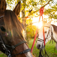 The Loire Valley & Castles, France - Globetrotting horse riding holidays