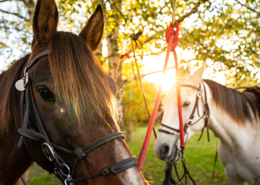 The Loire Valley & Castles, France - Globetrotting horse riding holidays