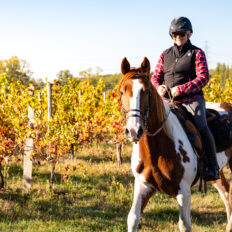 Bordeaux Wine Trail, France - Globetrotting horse riding holidays