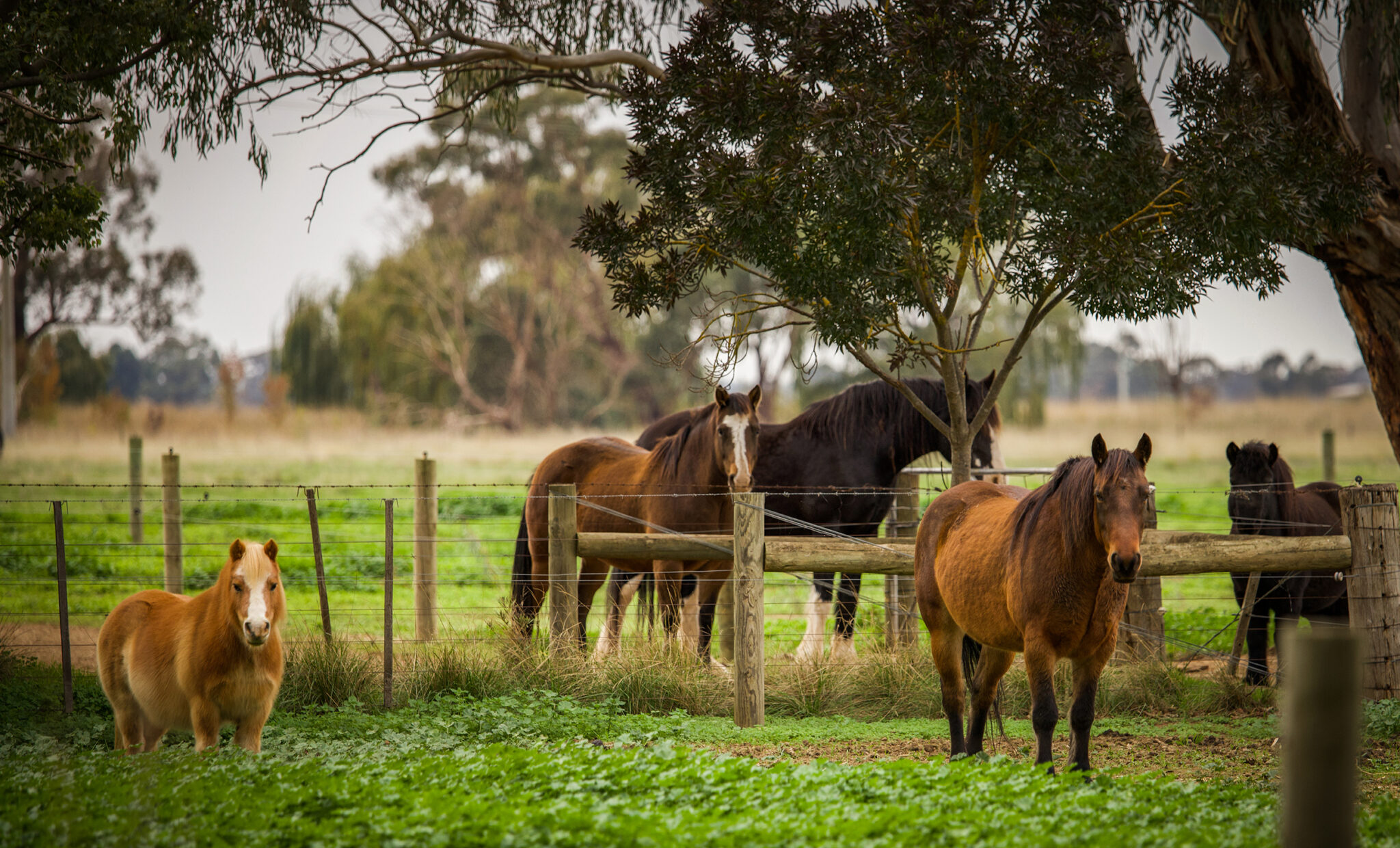 Horses For Hope - equine assisted therapy - Globetrotting horse riding holidays