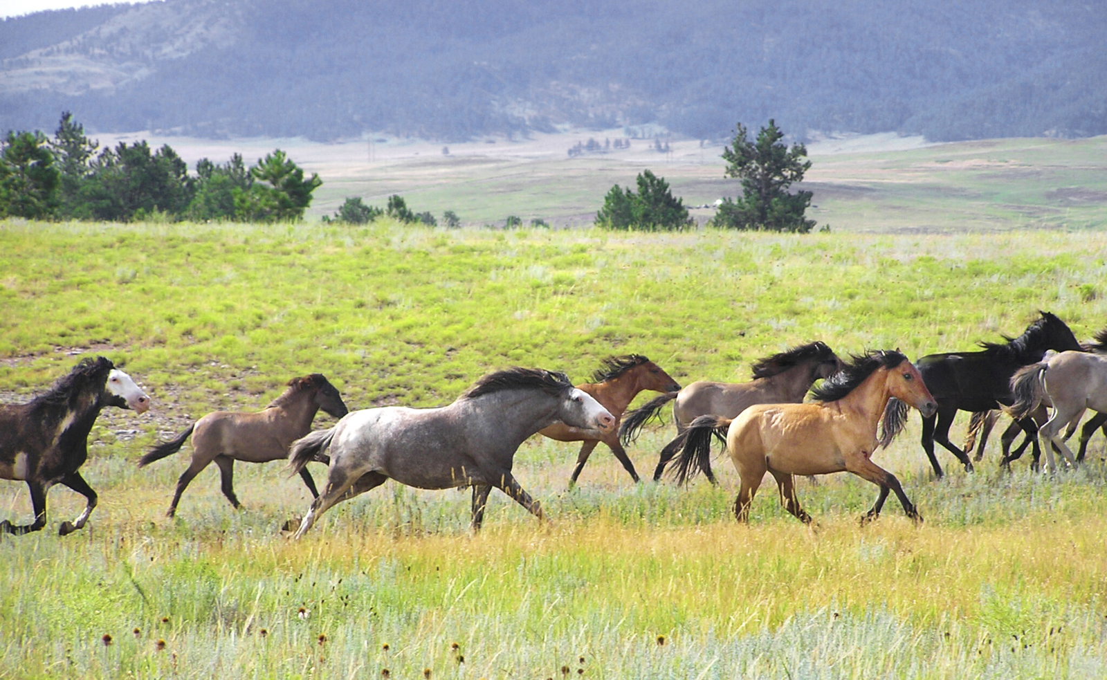 Horse Breed: Spanish Mustang - image by Winthrop Brookhouse/Shutterstock.com - Globetrotting horse riding holidays
