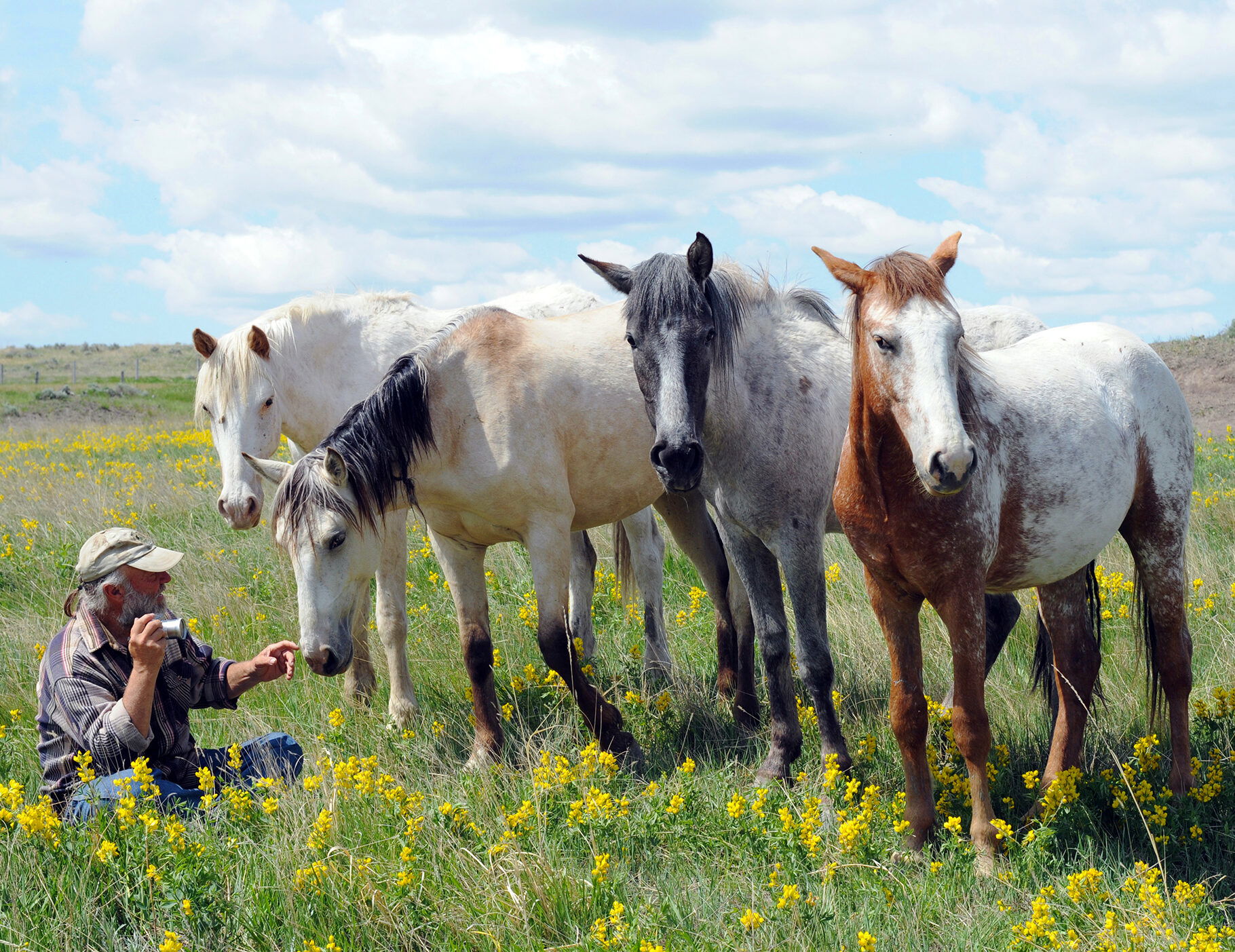 Horse Breed: Spanish Mustang - image by Rita Robinson/Shutterstock.com - Globetrotting horse riding holidays