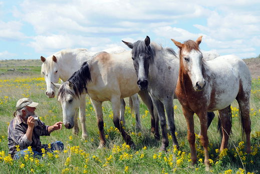 Horse Breed: Spanish Mustang - image by Rita Robinson/Shutterstock.com - Globetrotting horse riding holidays