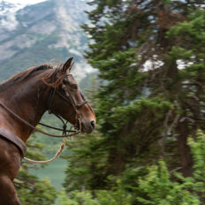Whistler Wilderness Ride, British Columbia, Canada - Globetrotting horse riding holidays