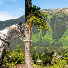 Whistler Wilderness Ride, British Columbia, Canada - Globetrotting horse riding holidays