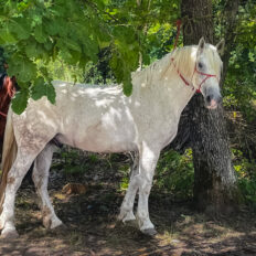 The Loire Valley & Castles, France - Globetrotting horse riding holidays