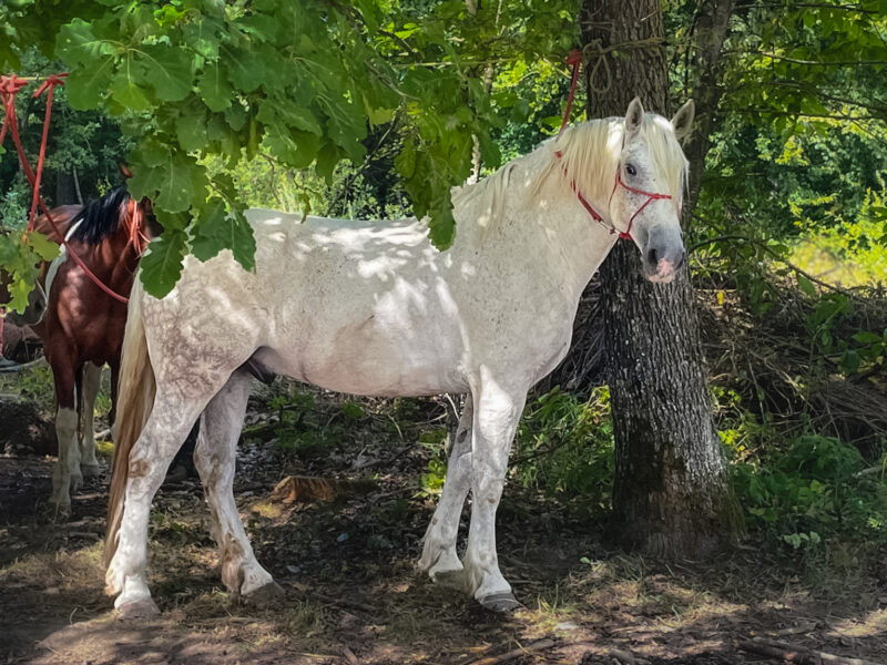 The Loire Valley & Castles, France - Globetrotting horse riding holidays