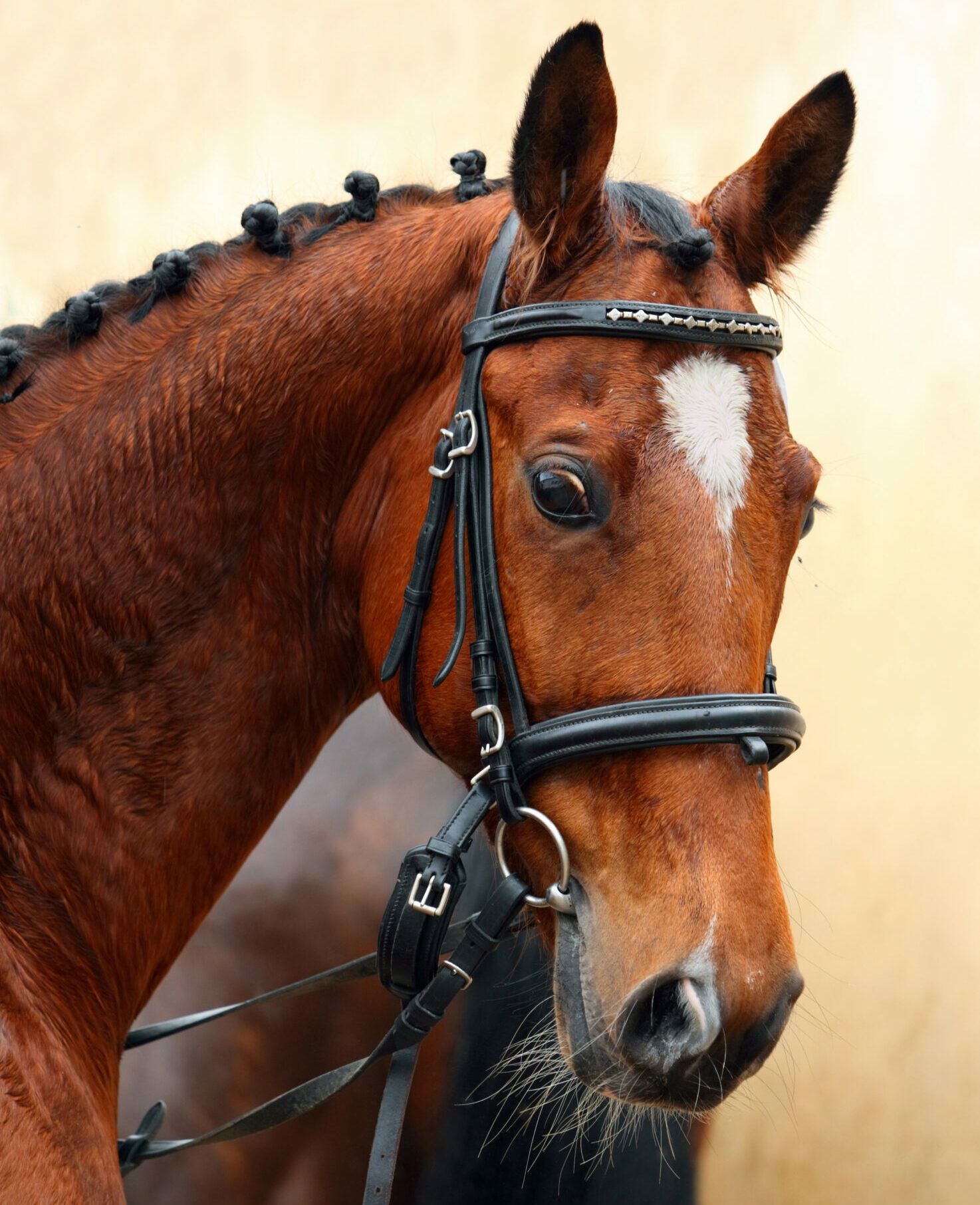 Horse Breed: Bavarian Warmblood - image by horsemen/Shutterstock.com - Globetrotting horse riding holidays