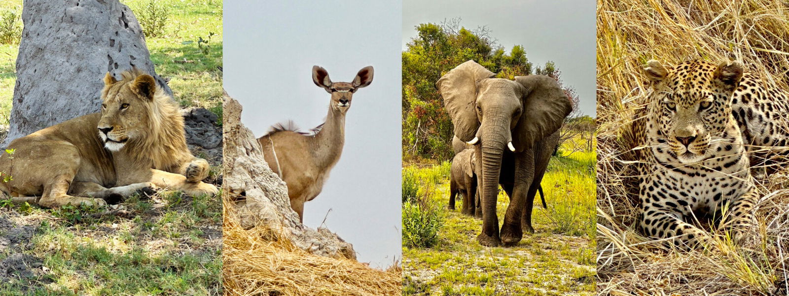 Okavango Delta Safari, Botswana - Globetrotting horse riding holidays