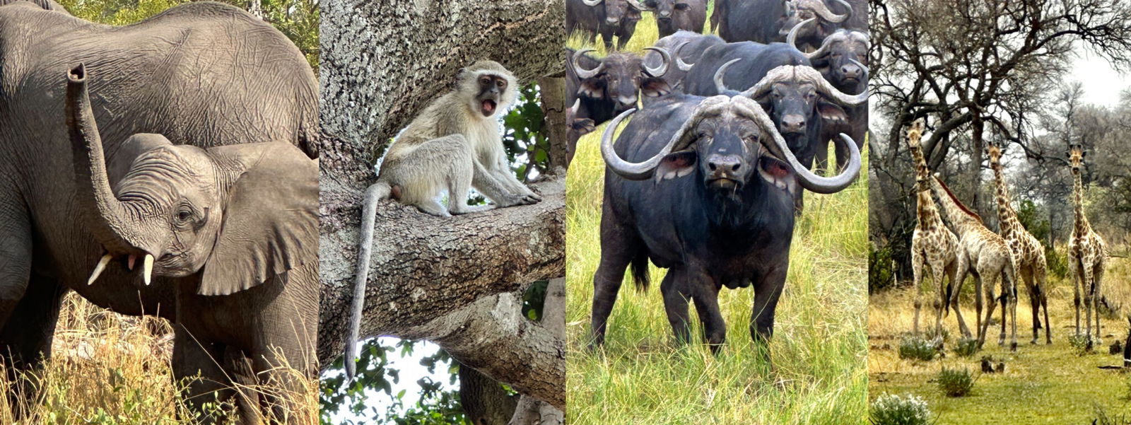 Okavango Delta Safari, Botswana - Globetrotting horse riding holidays
