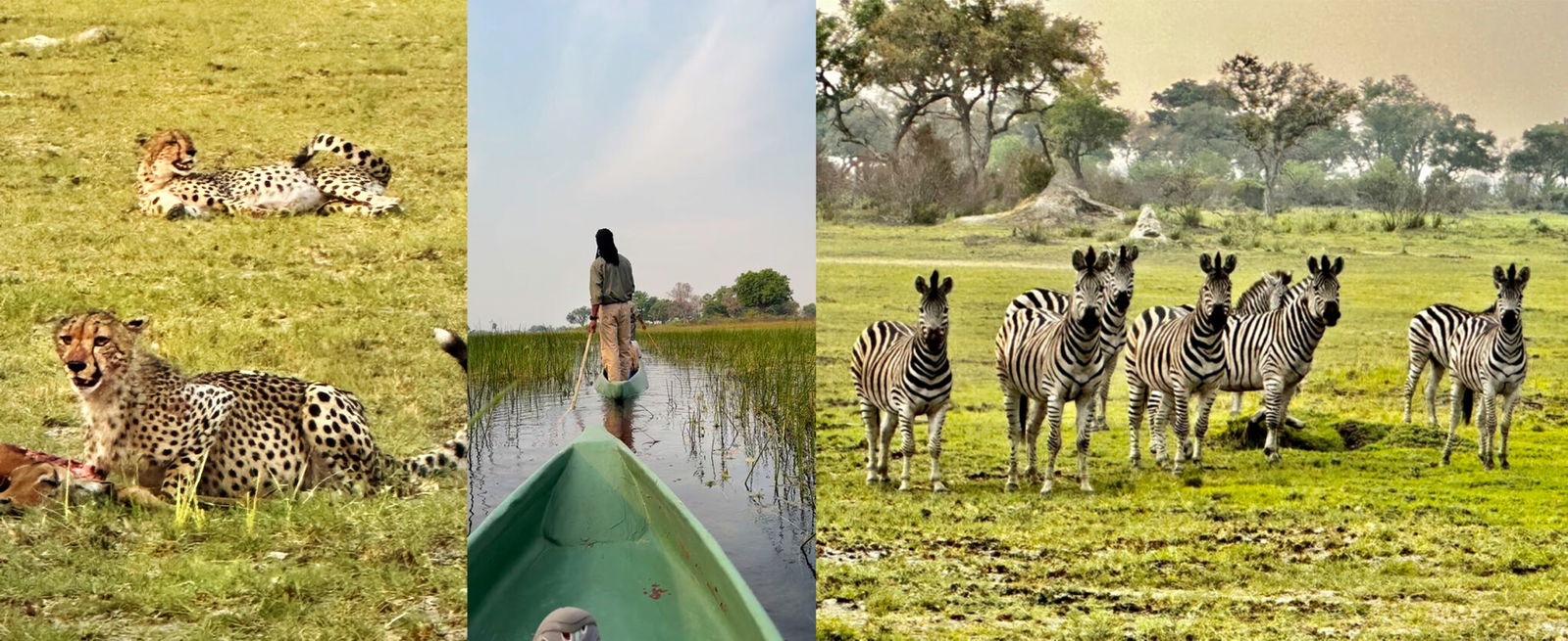 Okavango Delta Safari, Botswana - Globetrotting horse riding holidays