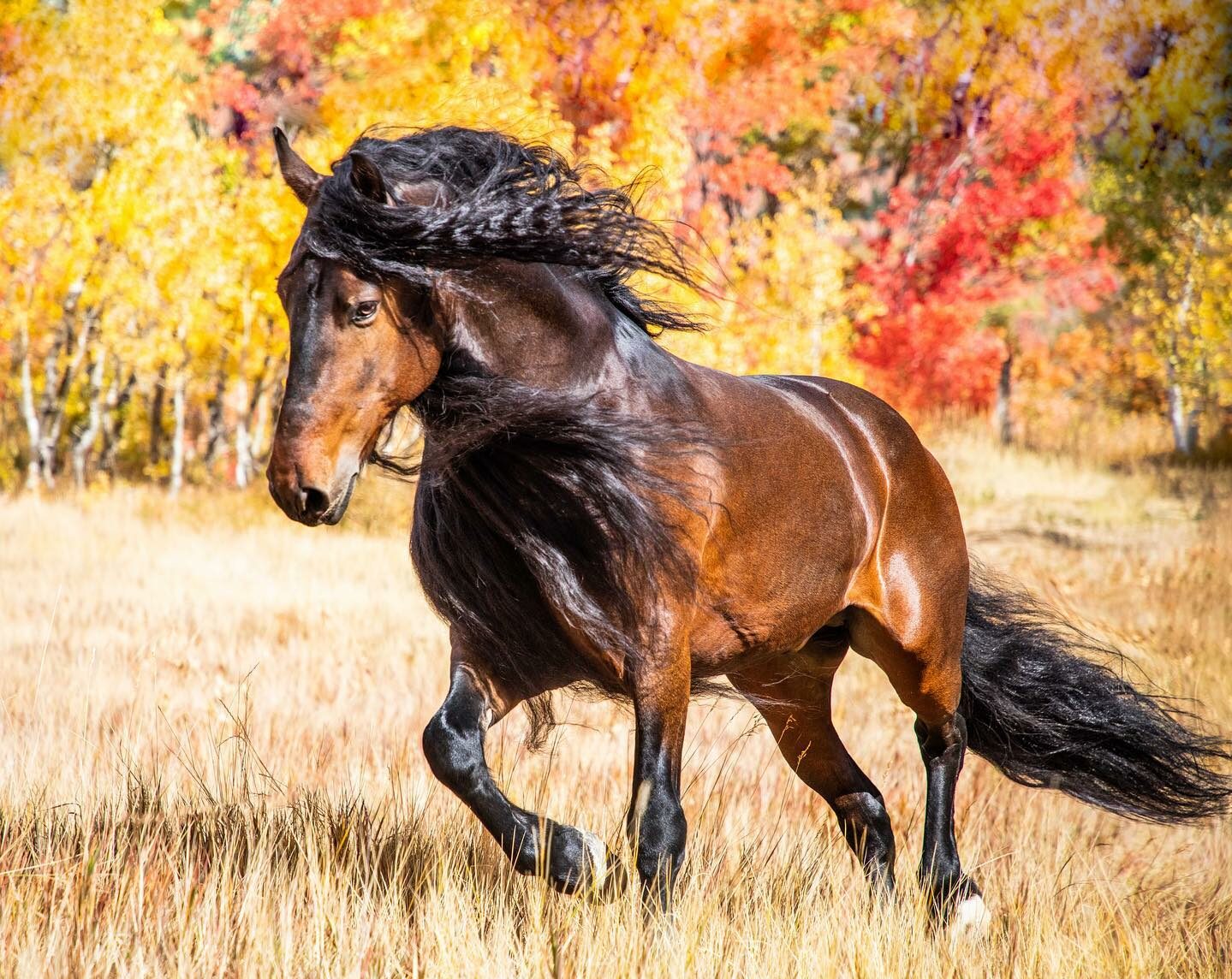 Horse Breed: Warlander - image by Kaitlyn Gunther / Imperial Kings Stables - Globetrotting horse riding holidays