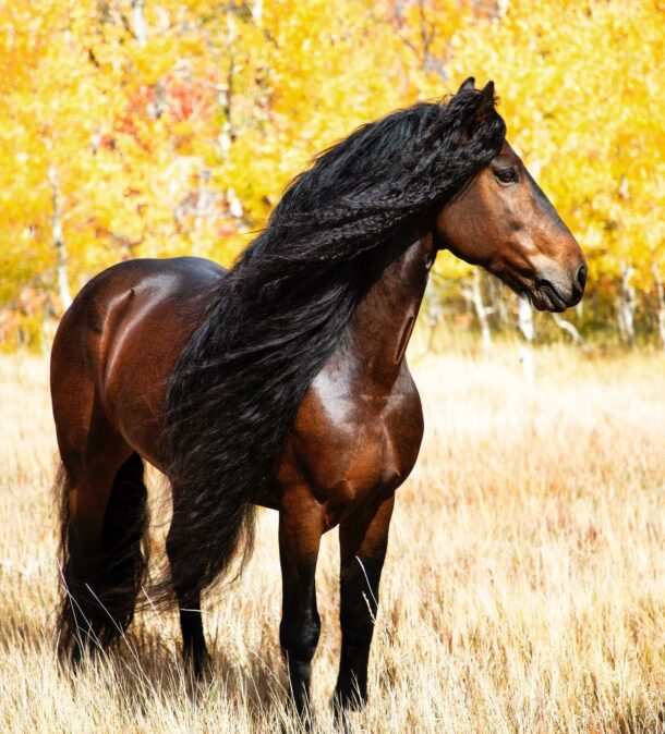 Horse Breed: Warlander - image by Kaitlyn Gunther / Imperial Kings Stables - Globetrotting horse riding holidays