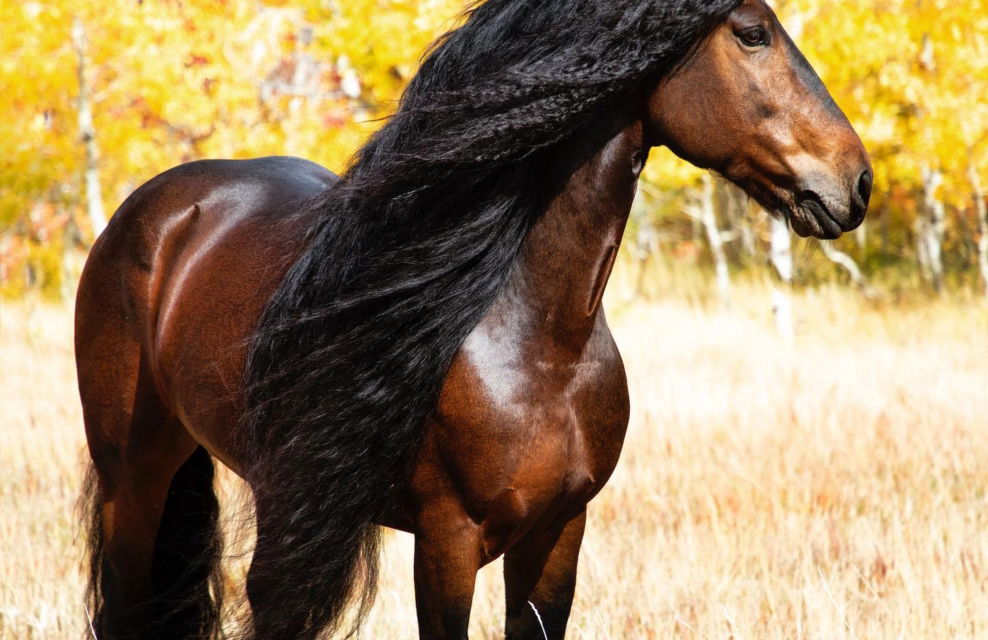 Horse Breed: Warlander - image by Kaitlyn Gunther / Imperial Kings Stables - Globetrotting horse riding holidays